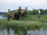 Farmers Harvest Marsh Grass with Old-Fashioned Cradle Scythe Photographie par Walter Meayers Edwards