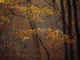 Trees in Autumn Hues in a Foggy Forest Lámina fotográfica por Raymond Gehman