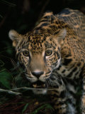Portrait of a Jaguar's Face Photographic Print by Steve Winter