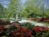Car Travels Down Azalea-Lined Driveway of a Government Facility Photographie par Willard Culver