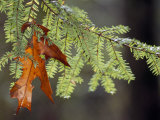 Detail of Oak Leaf Caught in Hemlock Branch in Paint Creek Area Photographic Print by Raymond Gehman