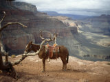 David Edwards - Saddled Mule and Scenic View of the Grand Canyon - Fotografik Baskı