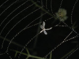 Moth and Water Droplets from the Nightly Fog Cling to a Spider's Web Fotografisk trykk av Des & Jen Bartlett