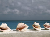 Conch Shells Line a Wall Near the Sea Photographic Print by Michael Melford