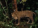 Jaguar Named Boo Prowls the Grounds at the Belize Zoo Photographic Print by Steve Winter