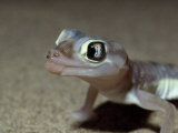 Nocturnal Gecko in the Namib Desert Licks its Eyes to Drink the Condensation Fotografisk trykk av Des & Jen Bartlett