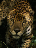 Jaguar (Panthera Onca) Inches Toward the Camera Photographic Print by Steve Winter