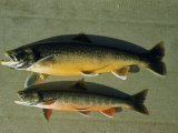 Close-up of Two Male Golden Trout Fish in their Breeding Season Color Photographie par Robert Sisson