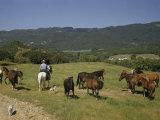 Man Rides Through a Pasture Past a Small Herd of Horses Photographie par Willard Culver