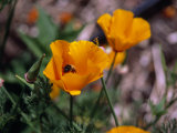 Bee Drinking from a California Poppy Photographic Print by Ed George