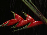 Close View of a Heliconia Flower Fotografisk tryk af Paul Chesley