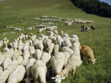 Shepherd and His Dog Sit in a Pasture Watching a Flock of Sheep Photographie par Walter Meayers Edwards