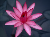 Beautiful Pink Lotus Blossom Photographie par Jodi Cobb