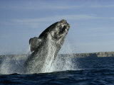 Right Whale at Play Breaches Off Patagonia's Desert Coast Fotografisk trykk av Des & Jen Bartlett