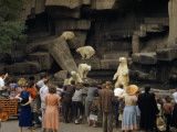 Tourists Watch Captive Polar Bears in a Rocky Enclosure at a Zoo Photographie par B. Anthony Stewart