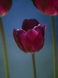 Close Up of a Magenta-Colored Tulip Photographic Print by Paul Damien Close Up of a Magenta-Colored Tulip Photographic Print by Paul Damien