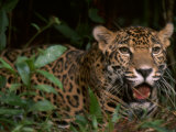 Jaguar Named Boo Rests at the Belize Zoo Photographic Print by Steve Winter