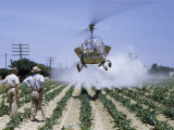 Men Watch Hovering Helicopter Spray Insecticide on Pepper Field Photographie par Robert Sisson