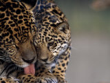 Jaguar with Cub Photographic Print by Steve Winter