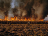Field Hands Watch Fire Burn Through Sugar Cane Field Ready to Harvest Fotografisk trykk av Andrew Brown Field Hands Watch Fire Burn Through Sugar Cane Field Ready to Harvest Fotografisk trykk av Andrew Brown