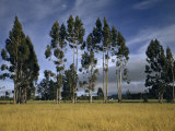 Fog Bank Approaches a Line of Eucalyptus Trees in a Rural Valley Impressão fotográfica por Willard Culver Fog Bank Approaches a Line of Eucalyptus Trees in a Rural Valley Impressão fotográfica por Willard Culver