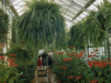 Visitors Look at Poinsettias Blooming under Large Boston Ferns Photographie par B. Anthony Stewart