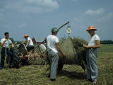 Agronomists and Students Weigh Hay on an Experimental Farm Fotografisk trykk av Andrew Brown Agronomists and Students Weigh Hay on an Experimental Farm Fotografisk trykk av Andrew Brown