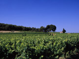 Farmer's Green Fields in Alsace, France Photographic Print by Ed George