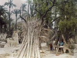 Leaves from Feather-Topped Trees are Set Aside for Basket Making Lámina fotográfica por Gervais Courtellemont Leaves from Feather-Topped Trees are Set Aside for Basket Making Lámina fotográfica por Gervais Courtellemont