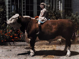 Young Girl Sits on a Hereford in Pleasanton Photographic Print by Charles Martin
