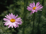 Pair of Delicate Pink Daisies Photographic Print by Ed George