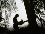 Helmeted Logger Preparing to Fell a Tree with a Chainsaw Photographic Print by Chris Johns