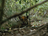 Jaguar Lies in the Shade of Jungle Growth Photographic Print by Steve Winter
