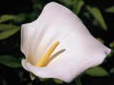 Close View of a Calla Lily Photographic Print by Ed George