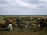 Man Watches Cattle Eat Feed Delivered from Tractor-Pulled Tank Photographie par Willard Culver