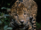 Jaguar Named Boo Gets Up Close to a Camera at the Belize Zoo Photographic Print by Steve Winter