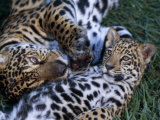Jaguar with Cub Photographic Print by Steve Winter