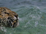 Jaguar Takes a Swim in the Blue Waters Off the Coast of Cancun, Mexico Photographic Print by Steve Winter