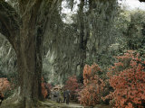 Live Oak Tree Draped with Spanish Moss Dwarfs Tourists Strolling Path Photographie par B. Anthony Stewart