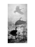 Duck on Pond Posters