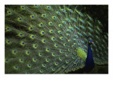 Peacock with Feathers Posters Peacock with Feathers Posters