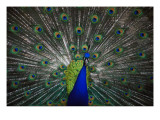 Chiu: Pavo real Láminas