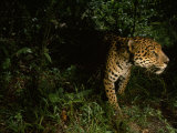 Jaguar on the Prowl Photographic Print by Steve Winter