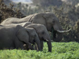 African Elephants Feed on Lush Vegetation Fotografisk trykk av Des & Jen Bartlett