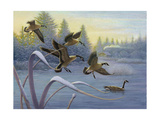 Geese on Winter Lake Posters