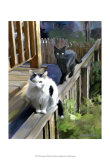 Cats Fencing Posters by Robert Mcclintock Cats Fencing Posters by Robert Mcclintock