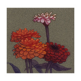 Zinnia Flower Photo