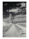 Roadside with Tree Poster