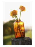Roses in Glass Jar Prints Roses in Glass Jar Prints