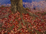 Red Maple Tree Leaves Litter the Ground at the Base of the Tree Photographic Print by Raymond Gehman Red Maple Tree Leaves Litter the Ground at the Base of the Tree Photographic Print by Raymond Gehman